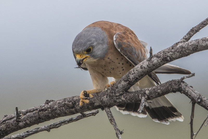 Lesser Kestrel   Falco naumanni