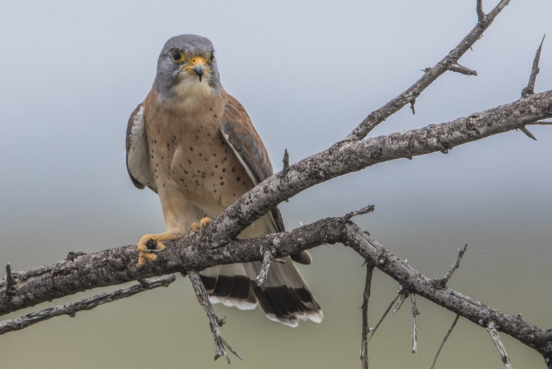 Lesser Kestrel   Falco naumanni