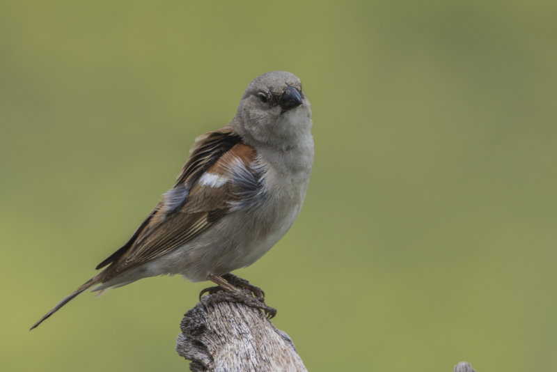 Southern Grey-headed Sparrow   Passer diffusus