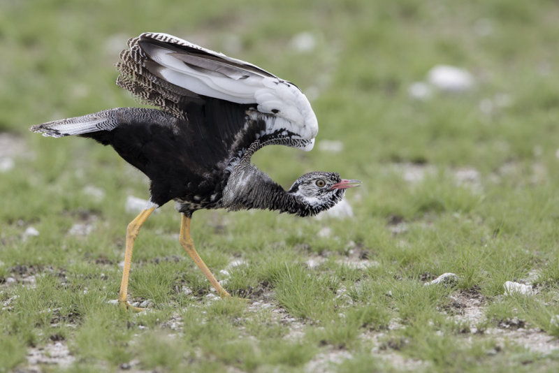 Northern Black Korhaan   Afrotis afraoides