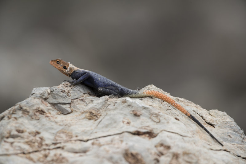 Agama Lizard    Namibia 