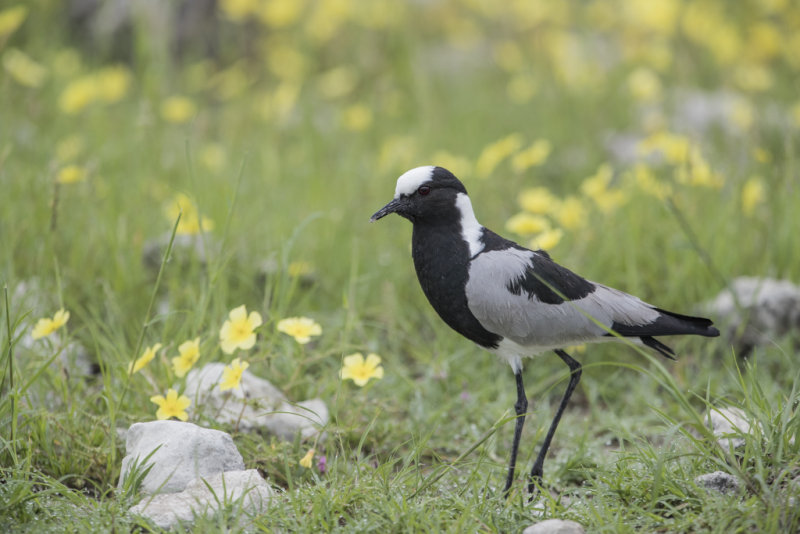 Blacksmith Lapwing   Vanellus armatus