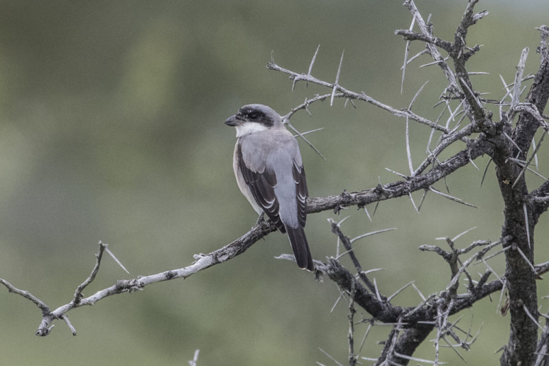 Lesser Grey Shrike   Lanius minor