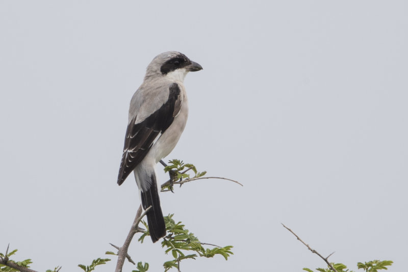 Lesser Grey Shrike   Lanius minor