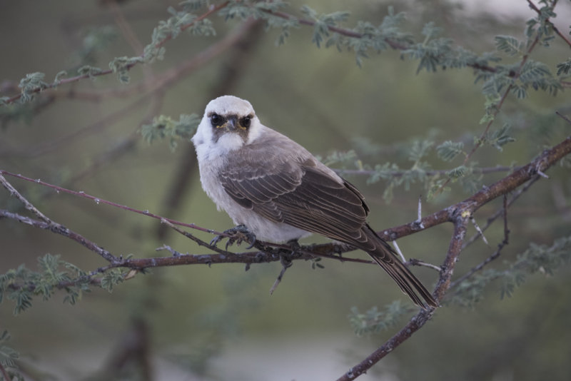 Southern White-crowned Shrike   Eurocephalus anguitimens