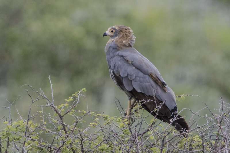 Harrier-Hawk,African 