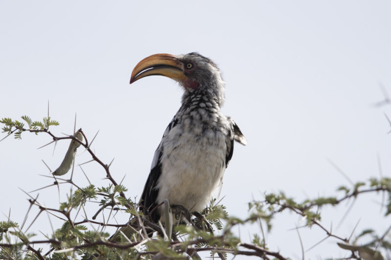 Hornbill,Southern Yellow-billed 