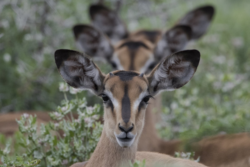 Black-faced Impala.  Etosha,Namibia