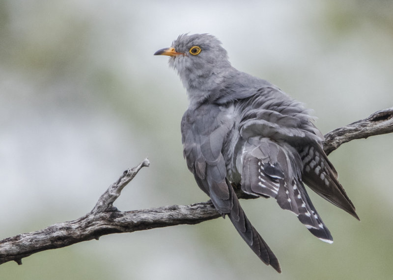 African Cuckoo    Cuculus gularis