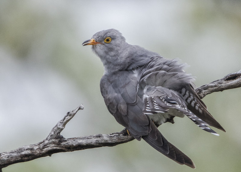 African Cuckoo    Namibia