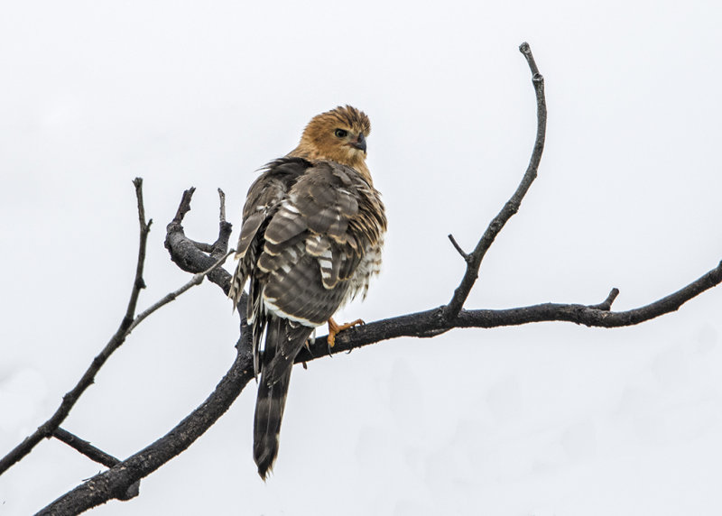 Red-necked Falcon   Falco chicquera