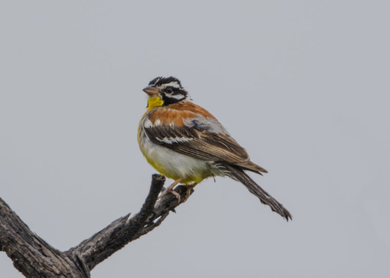 Golden-breasted Bunting   Emberiza flaviventris