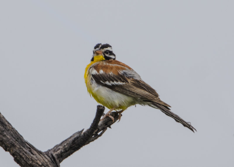 Bunting,Golden-breasted 