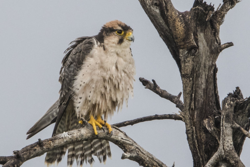 Lanner Falcon    Falco biarmicus