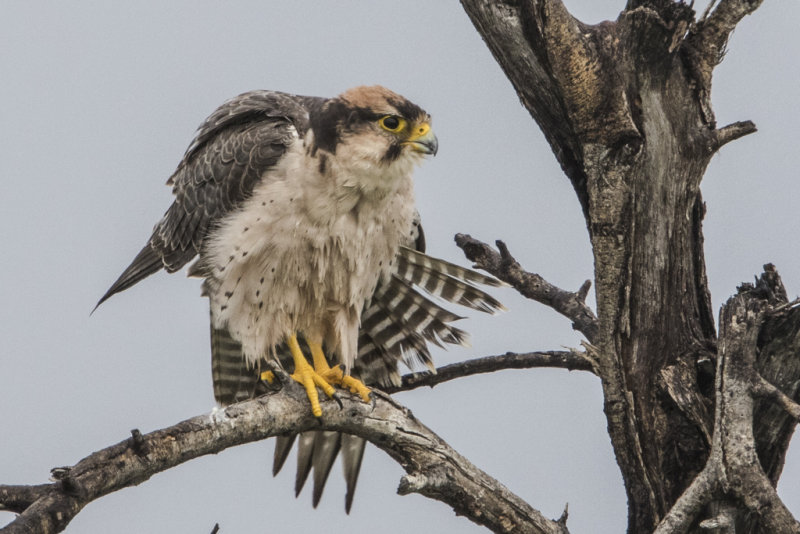 Lanner Falcon    Falco biarmicus