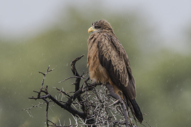 Yellow-billed Kite   Milvus aegyptius