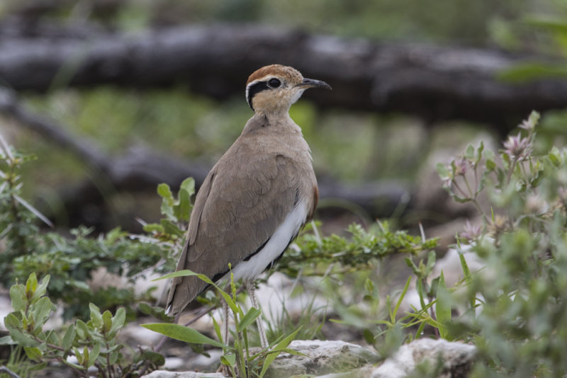 Temminck's Courser Cursorius temminckii