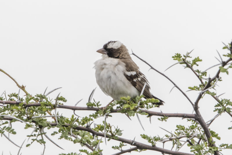 White-browed Sparrow-weaver   Plocepasser mahali