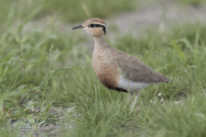 Temminck's Courser Cursorius temminckii