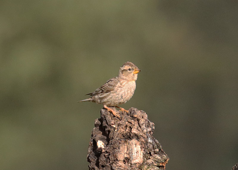 Rock Sparrow   Spain