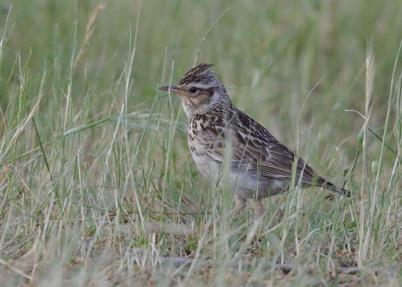 Woodlark