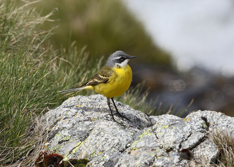 (Blue-headed) Yellow Wagtail     Spain