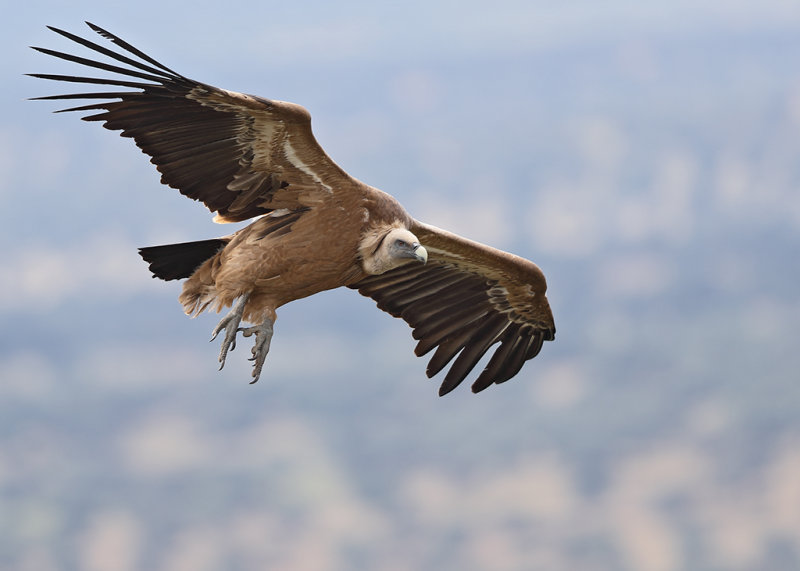 Griffon Vulture   Spain