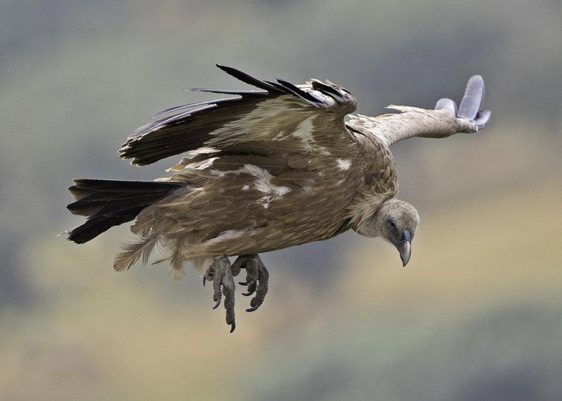 Griffon Vulture   Spain