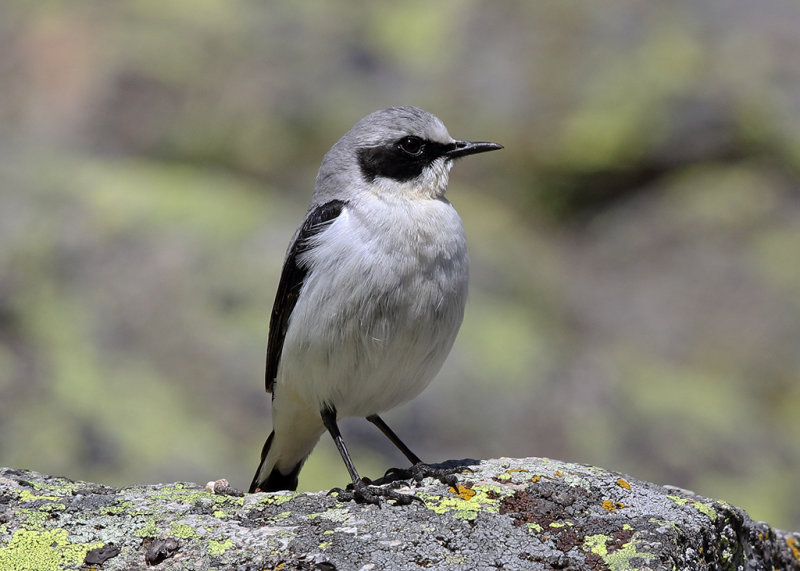 Northern Wheatear   Spain