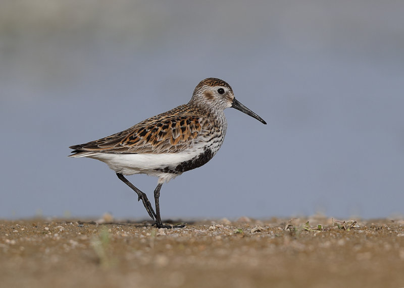 Dunlin Spain