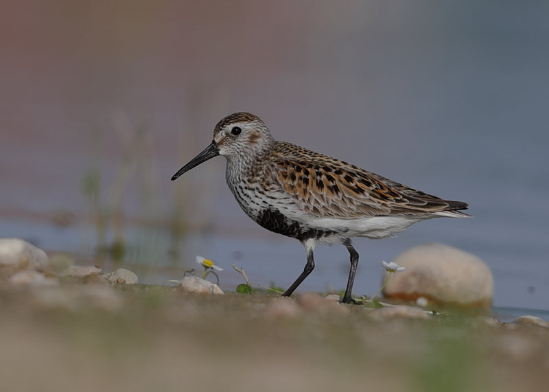 Dunlin Spain