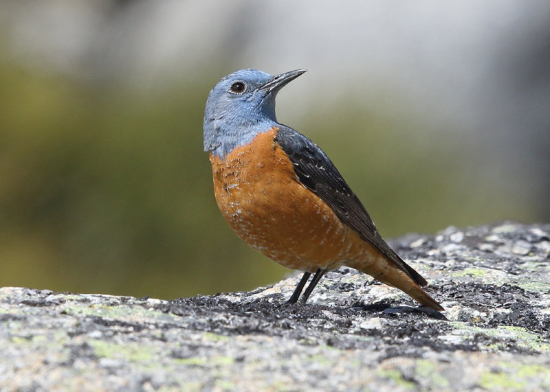 Common Rock Thrush    Spain