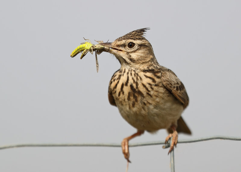 Thekla Lark Spain