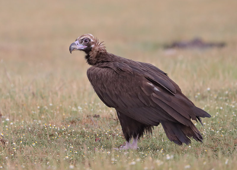 Cinereous (Black) Vulture        Spain