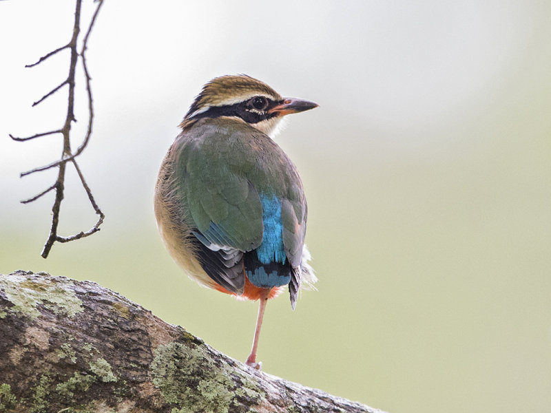 Indian Pitta          Sri Lanka