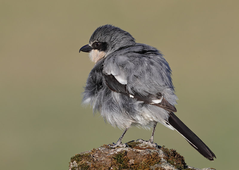 Southern Grey Shrike    Spain