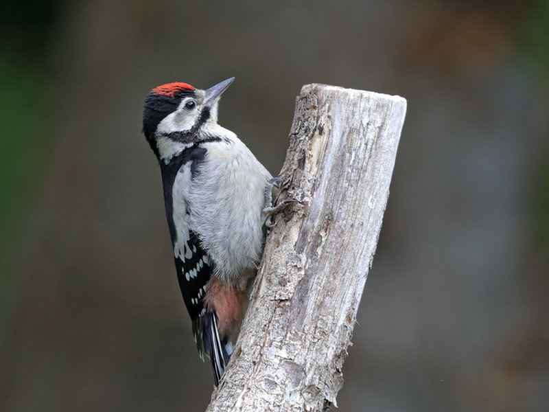Great Spotted Woodpecker      Wales