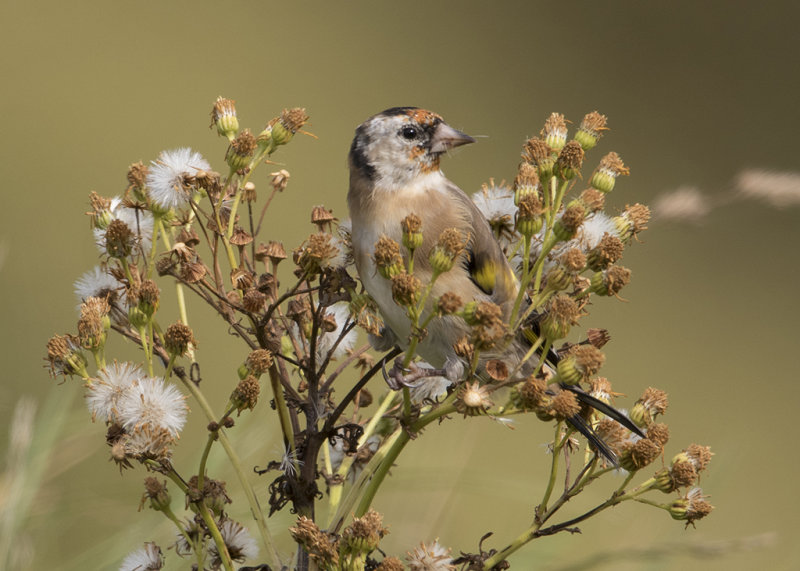 Goldfinch   Wales