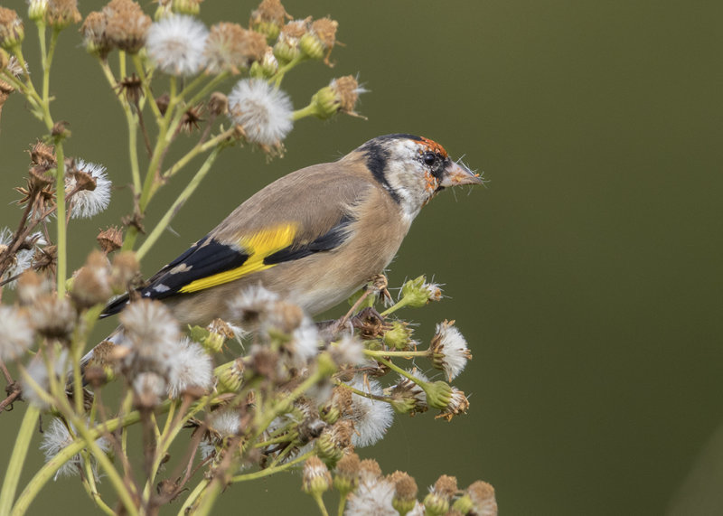 Goldfinch