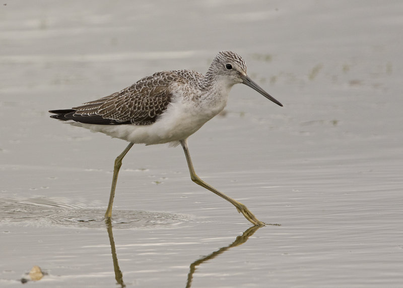 Greenshank   Wales