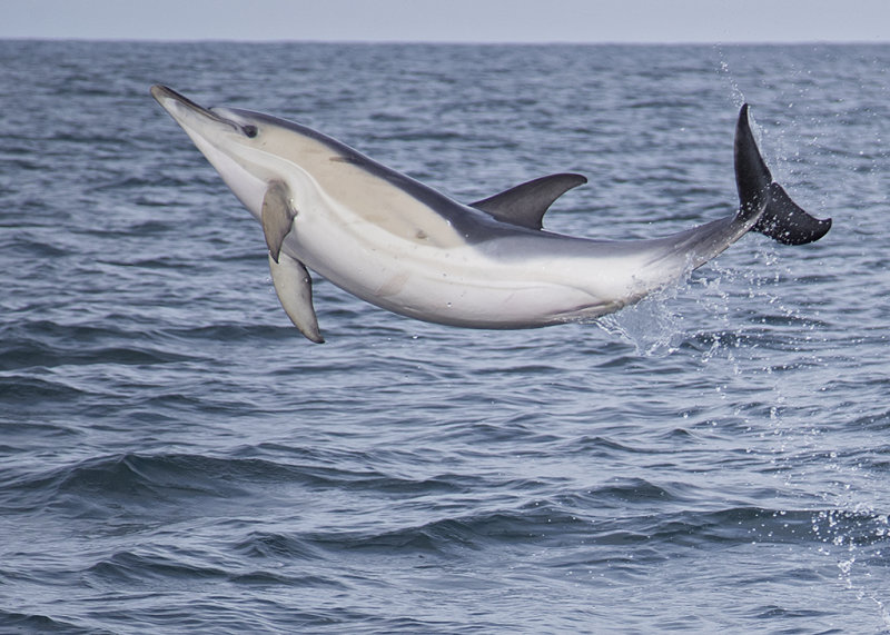 Common Dolphin   Wales