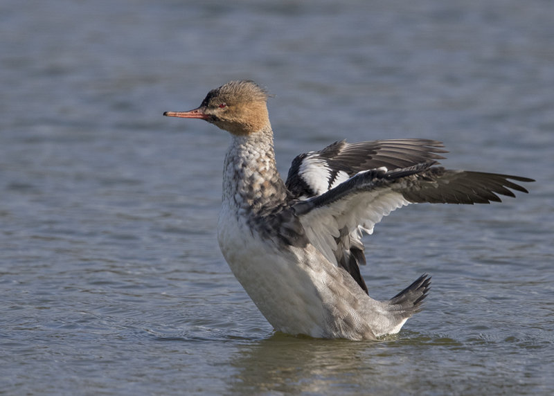 Red-breasted Merganser  Wales