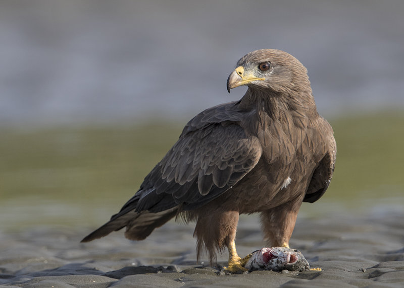 Kite,Yellow-billed 