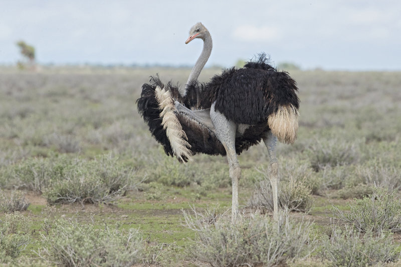 Ostrich,Common 