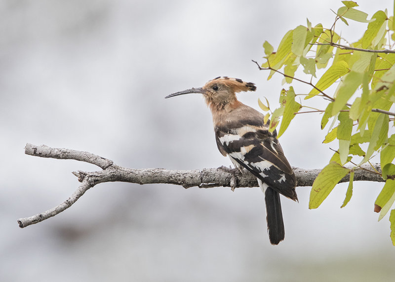 African Hoopoe    Upupa africana