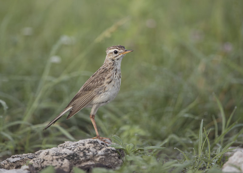Pipit,African
