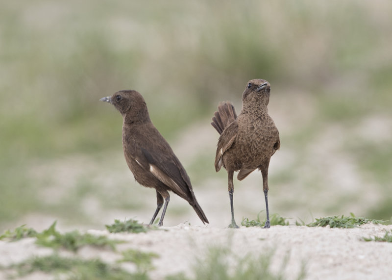 Ant-eating Chat  Myrmecocichla formicivora