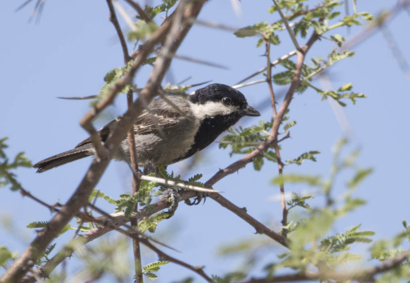 Ashy Tit