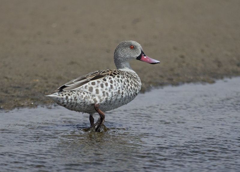 Cape Teal  Anas capensis