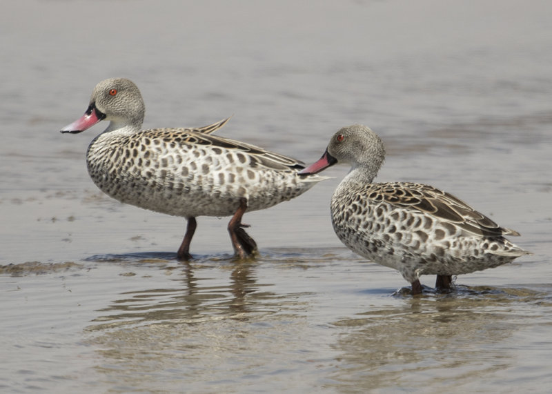 Cape Teal  Anas capensis